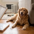 What Air Filter Rating Makes Sense for a Home With a Shedding Dog?